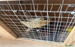 Canaries birds for sale: Canaries, Canary  - Image 5