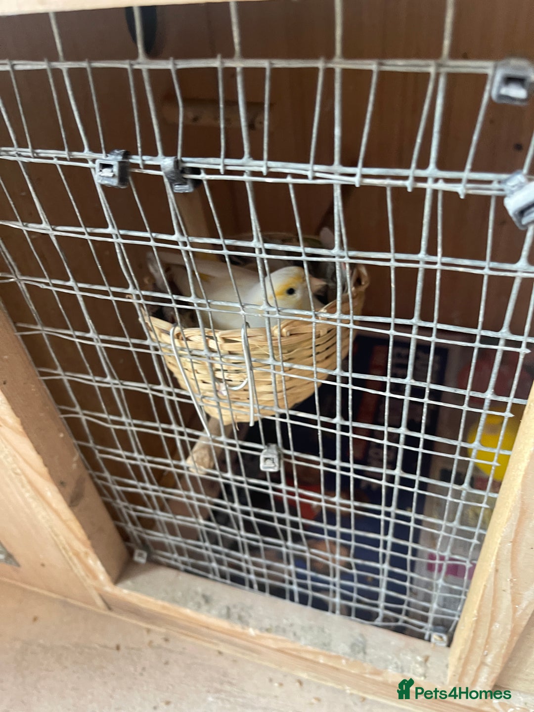 Canaries birds for sale: Canaries, Canary  - Image 5