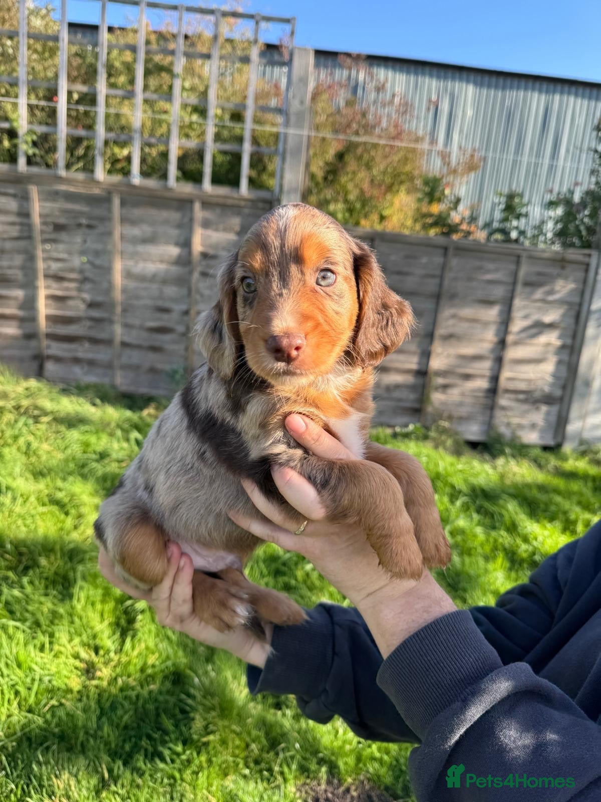 Mixed Breed dogs for sale: Beautiful Cocker X Pups  - Advert 21