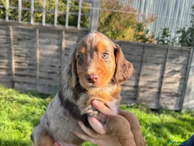 Mixed Breed dogs for sale: Beautiful Cocker X Pups - Advert 13