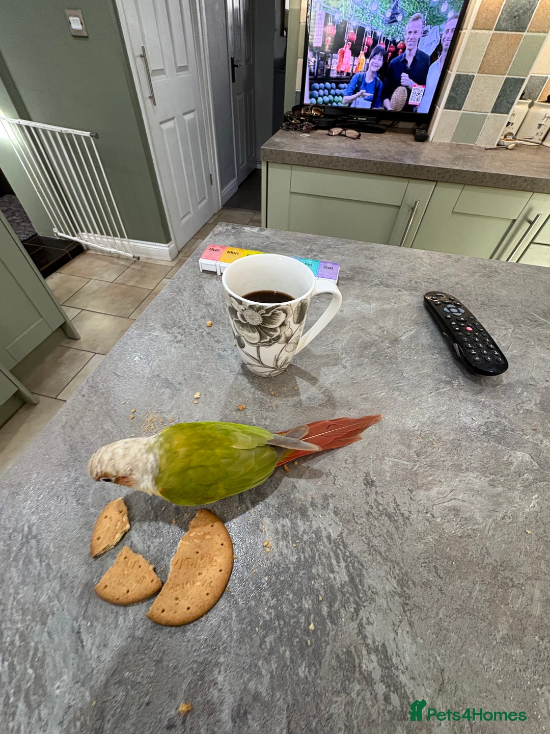 Conures birds for sale: Male pineapple conure - Advert 2