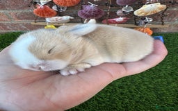 Mini Lop rabbits for sale: Stunning mini lops - Image 4