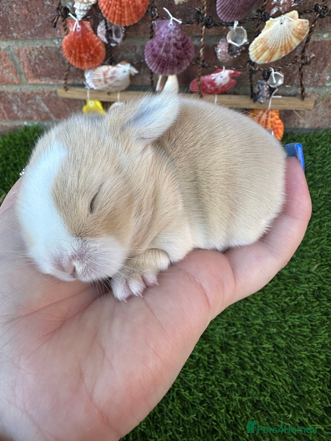 Mini Lop rabbits for sale: Stunning mini lops - Image 4