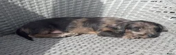 Mixed Breed dogs for sale: Stunning quality Daxipoo pups   - Advert 16