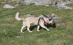 Mixed Breed dogs for adoption: Sasha is looking for a  home of her own  - Advert 3