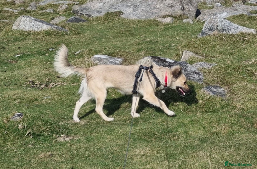 Mixed Breed dogs for adoption: Sasha is looking for a  home of her own  - Advert 3