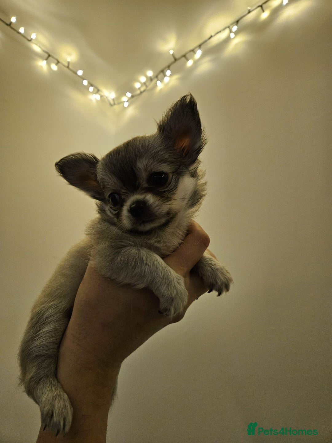 Chihuahua dogs for sale: Male Puppy Long haired Fawn and Sable Chihuahuas  - Advert 7