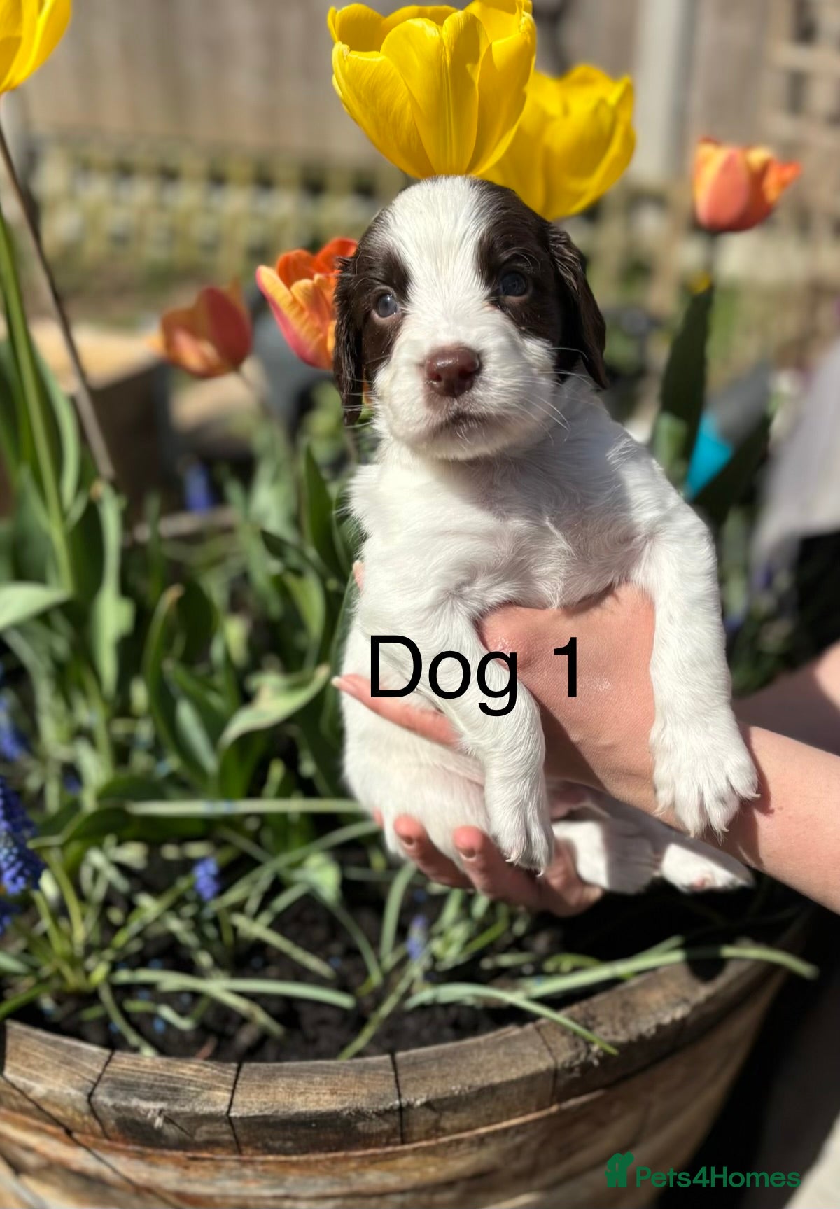 English Springer Spaniel dogs KC Registered springer spaniel puppies for sale  - Advert 1
