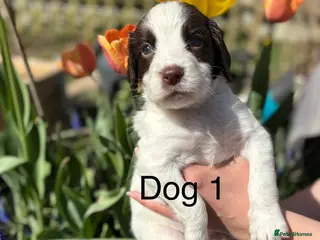 English Springer Spaniel dogs KC Registered springer spaniel puppies for sale - Advert 17