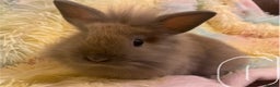 Mixed Breed rabbits for sale: Male teddydwerg x Netherlands dwarf rabbits - Advert 1