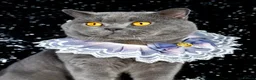 British Shorthair cats for sale: British Shorthair Boy - Champion Line - Advert 2
