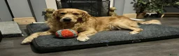 Golden Retriever dogs for sale: Gorgeous KC Registered Puppies in Sudbury - Advert 4