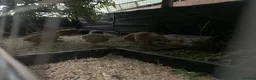 Quail poultry for sale: coturnix quail / Japanese Quail  - Advert 3
