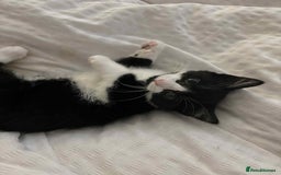 British Shorthair cats for sale: 7 month old tuxedo kitten for rehoming  - Image 7