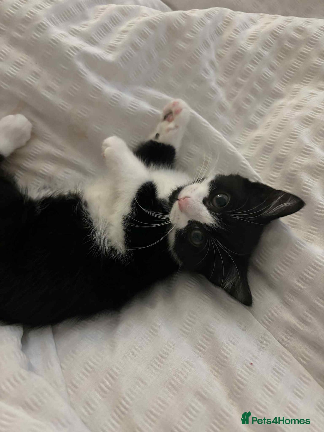 British Shorthair cats for sale: 7 month old tuxedo kitten for rehoming  - Image 7
