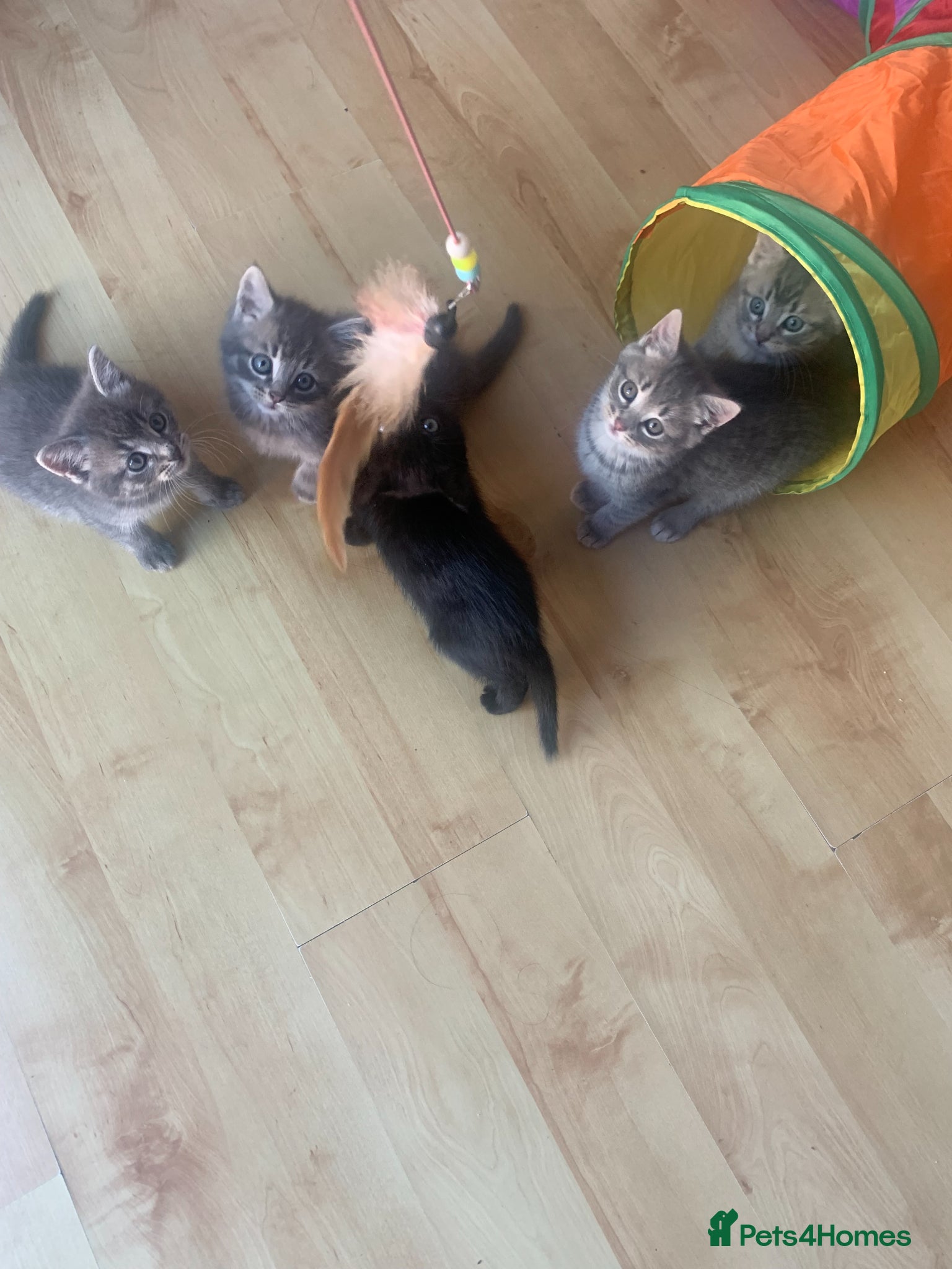 Mixed Breed cats 5 Adorable Grey & Black Kittens - Advert 2
