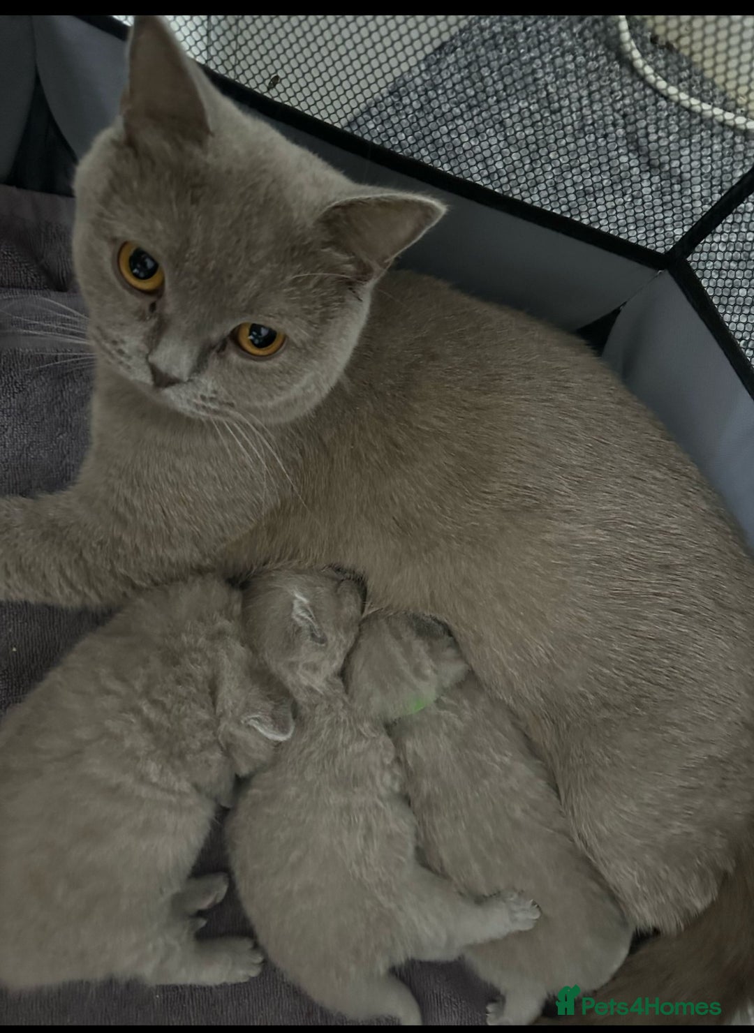 British Shorthair cats for sale: Lilac British Shorthair Kittens – Ready Soon! - Advert 3
