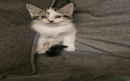 Brazilian Shorthair cats for sale: Beautiful kittens bsh - Image 3