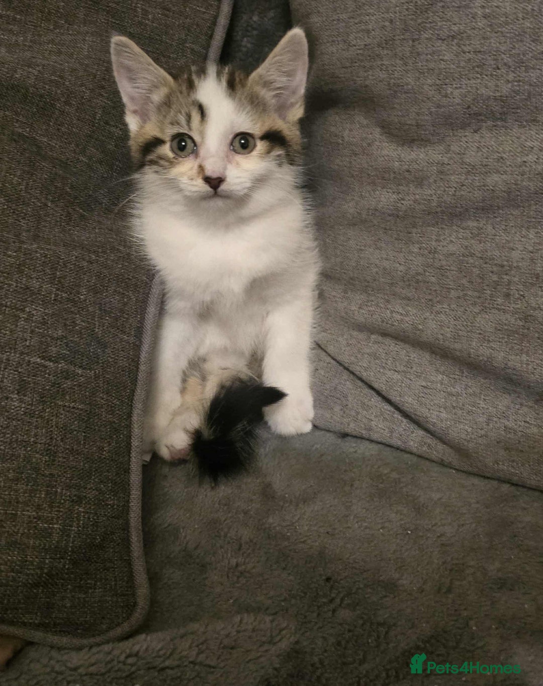 Brazilian Shorthair cats for sale: Beautiful kittens bsh - Image 3