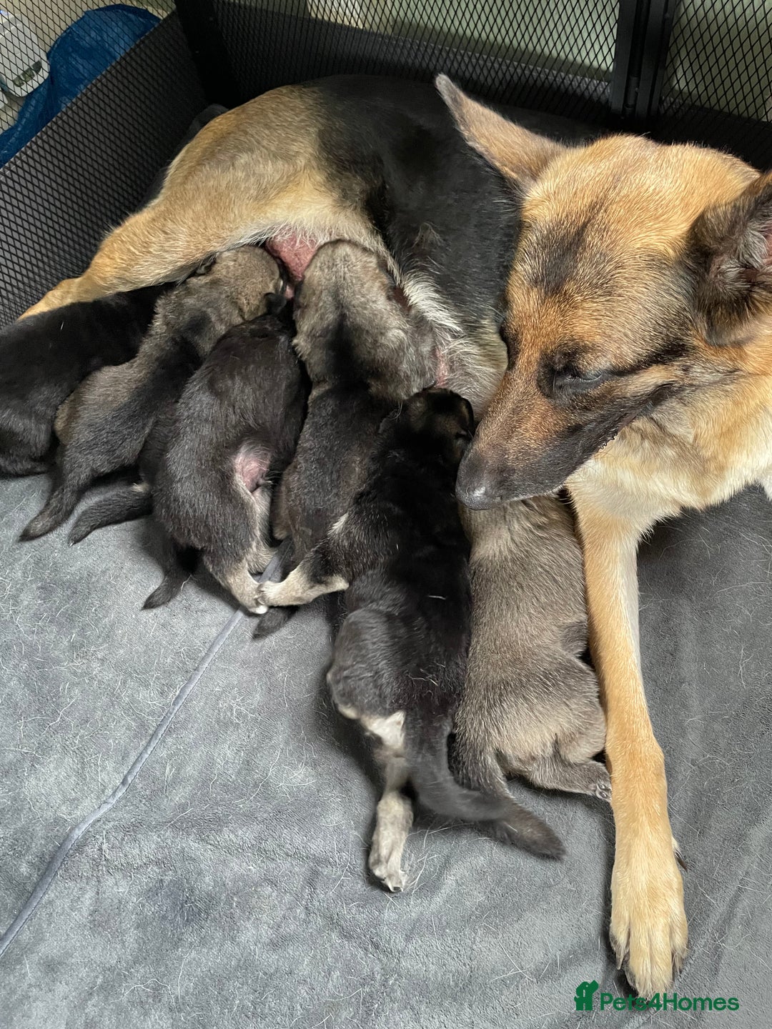 Shepsky dogs for sale: Gerbirian  shepskis - Image 5