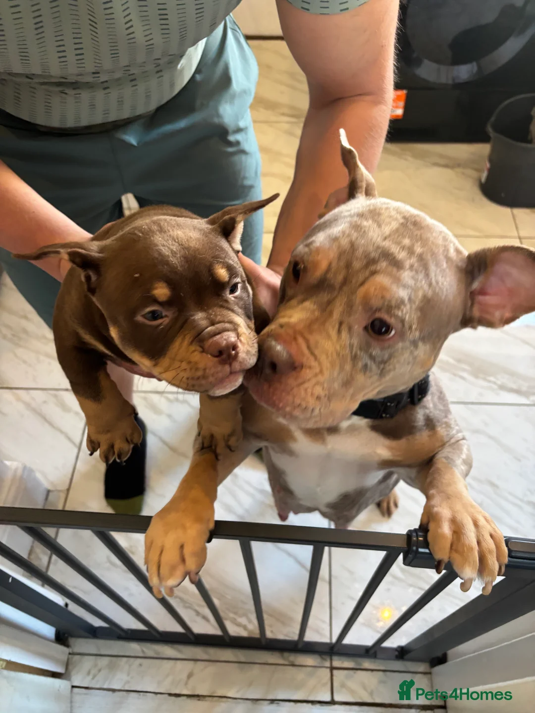 American Bully dogs for sale: Adorable micro/pocket bully🩷  - Advert 15