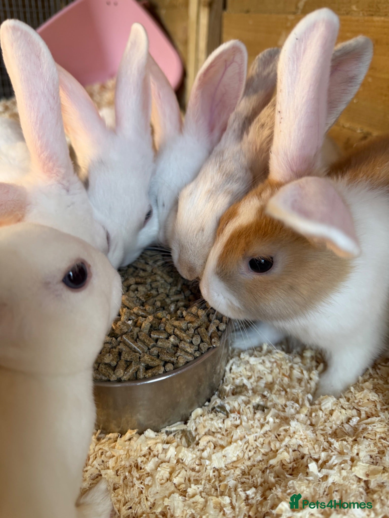 Mixed Breed rabbits Mixed breed rabbits - Advert 2