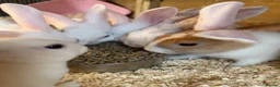 Mixed Breed rabbits for sale: Mixed breed rabbits - Advert 2