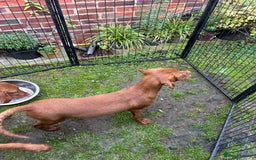 Hungarian Vizsla dogs for sale: Hungarian Vizsla puppies - Image 6