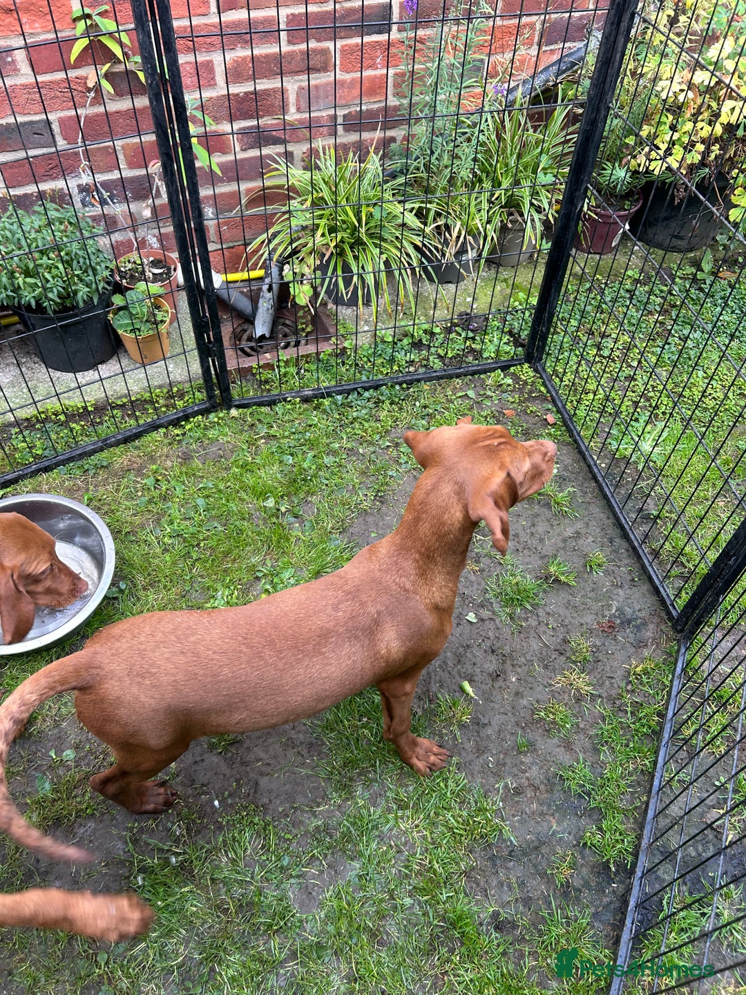 Hungarian Vizsla dogs for sale: Hungarian Vizsla puppies - Image 6