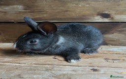 Mixed Breed rabbits for sale: Baby bunnies  - Image 2