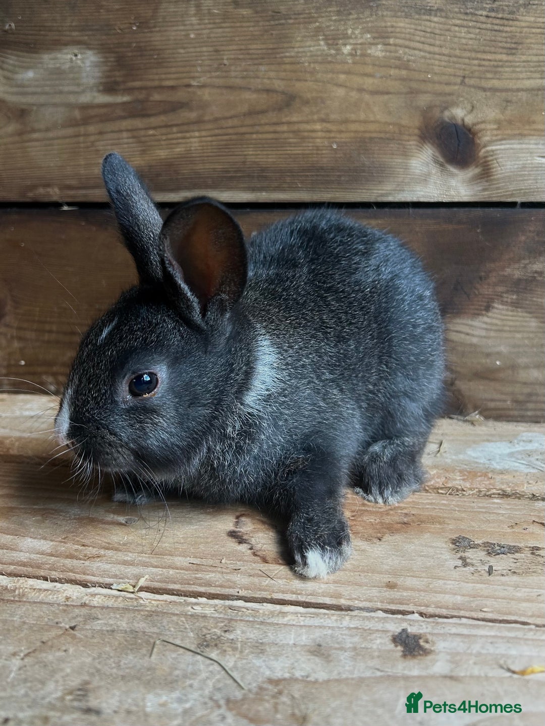 Mixed Breed rabbits for sale: Baby bunnies  - Image 2