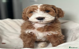 Goldendoodle dogs for sale: Australian Labradoodle RED&White TUX -Waiting list - Image 22