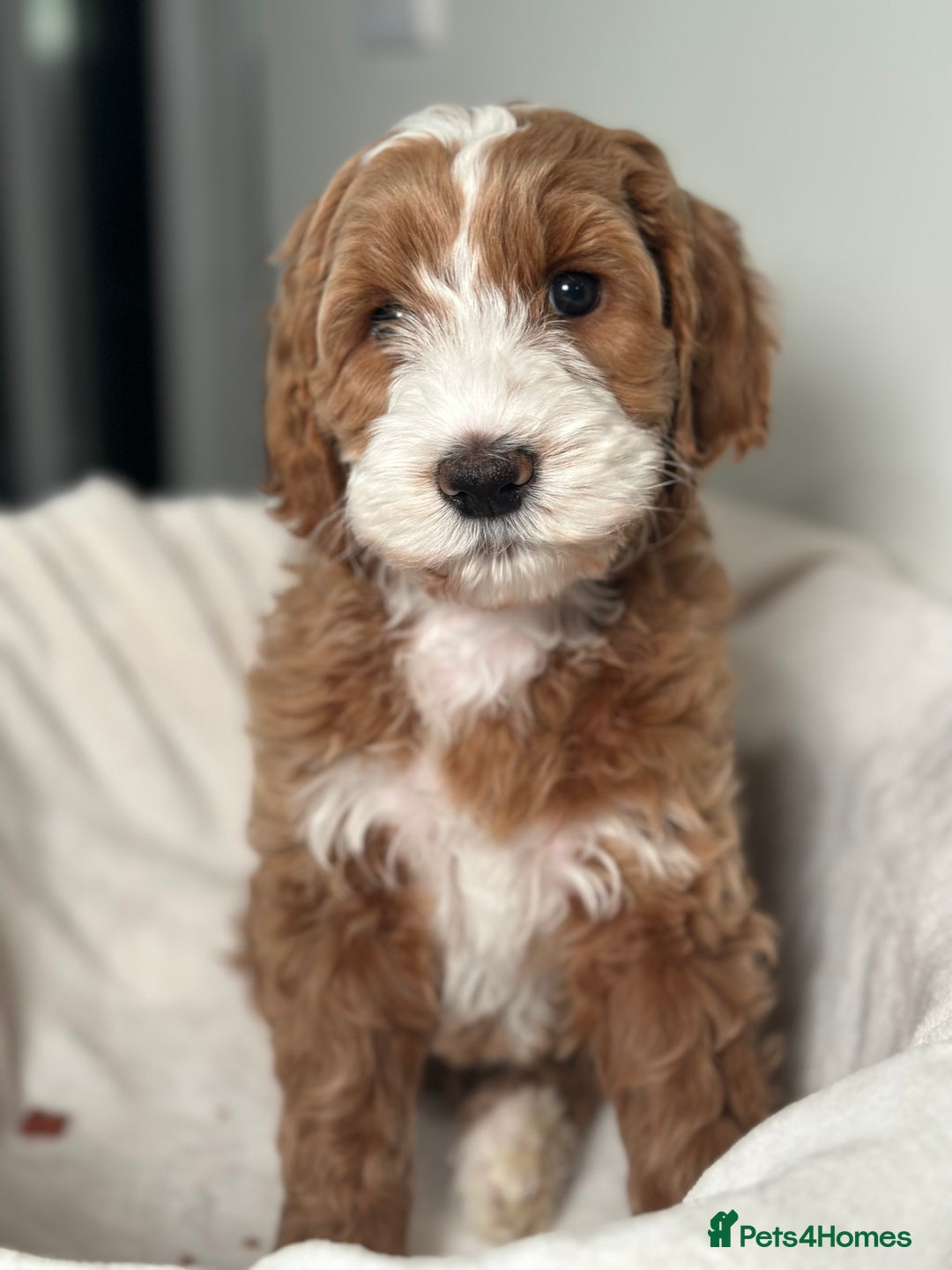 Goldendoodle dogs for sale: Australian Labradoodle RED&White TUX -Waiting list - Image 22