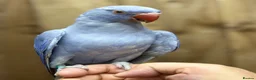 Ringnecks birds for sale: Baby Ringneck - Advert 3