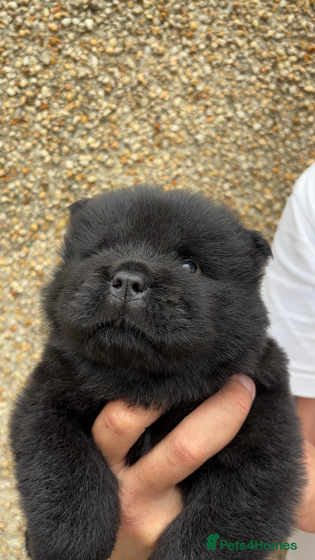 Chow Chow dogs for sale: 🐾Adorable Pedigree Chow Chow Puppies paw - Image 33