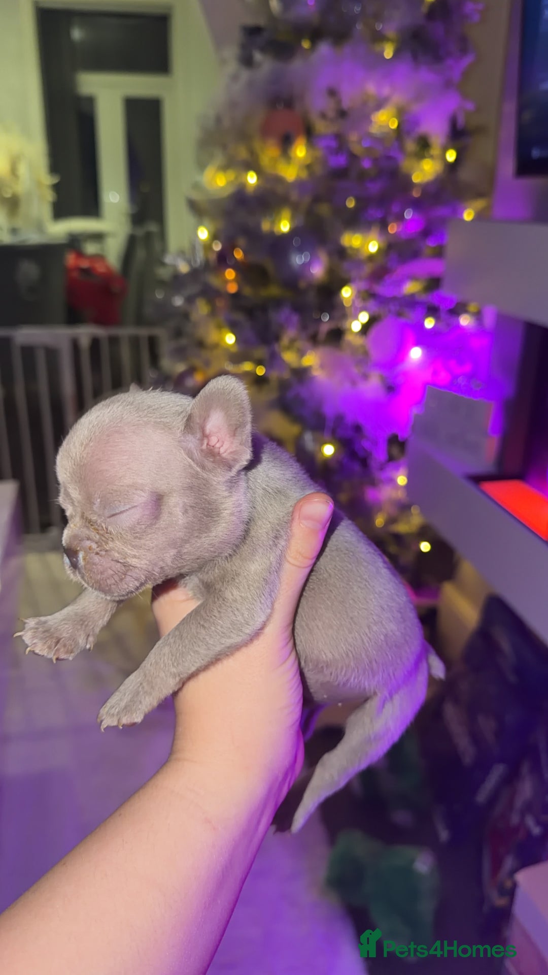 French Bulldog dogs for sale: Gorgeous Lilac, Pink Isabella, & Blue Frenchies - Advert 26