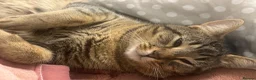 Mixed Breed cats for sale: Male mixed breed 10 months old Male  - Advert 4