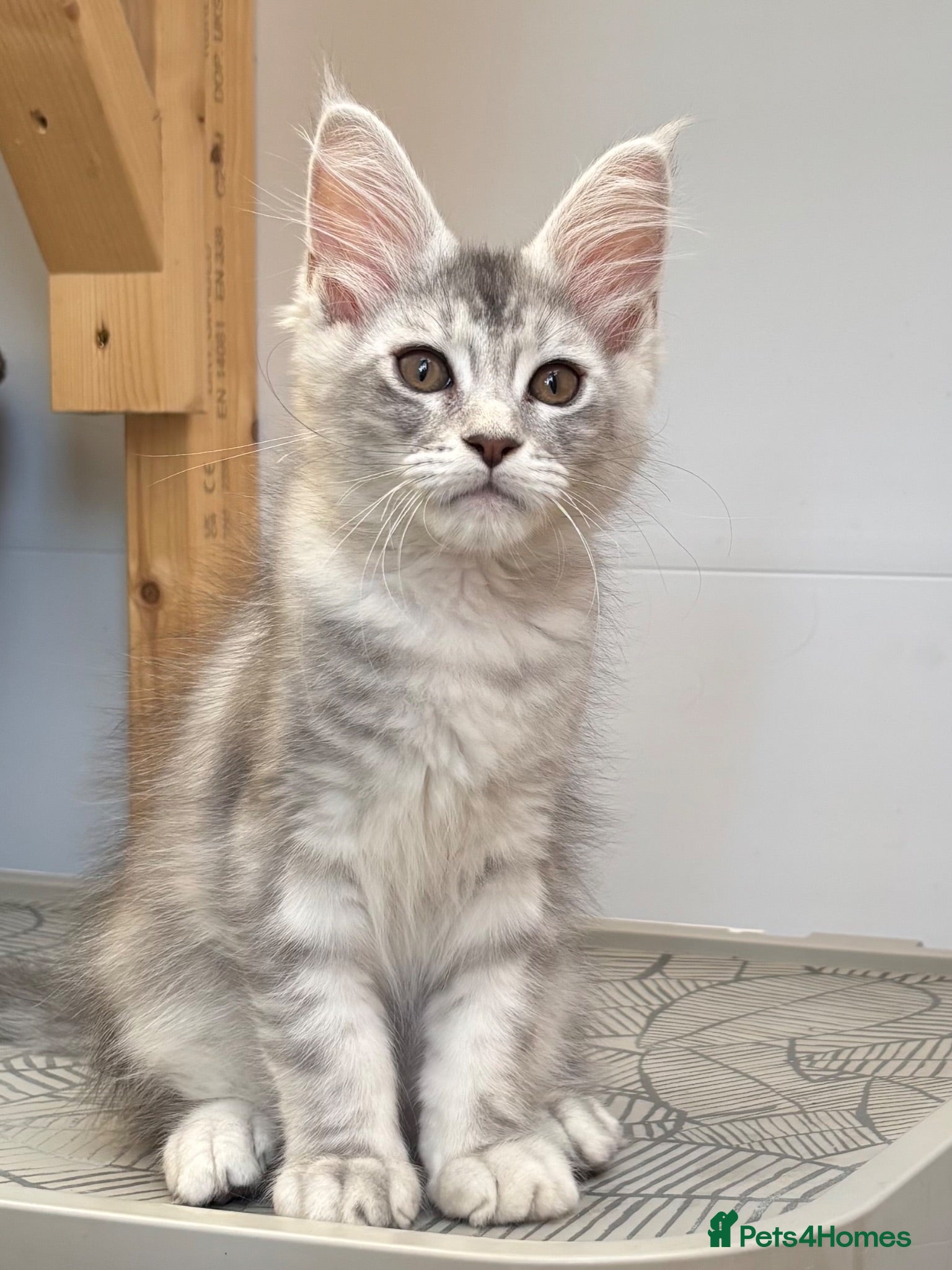 Maine Coon cats Tica registered Maine coons  - Advert 15