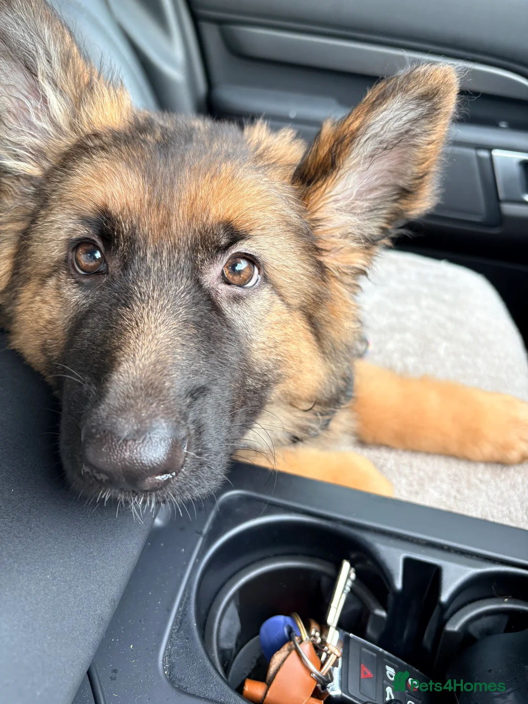 German Shepherd dogs for sale: KC registered GSD bitch  - Advert 3