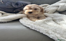 Cockapoo dogs for sale: Stunning coloured cockapoo pups - Image 4