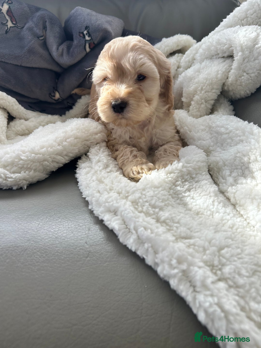 Cockapoo dogs for sale: Stunning coloured cockapoo pups - Image 4
