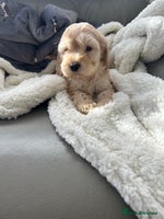 Cockapoo dogs - Advert 5