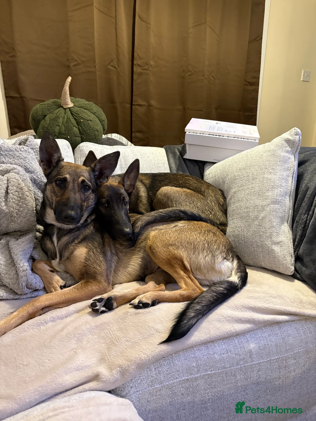 Belgian Shepherd Dog dogs for sale: Nelly the Mali - Advert 3