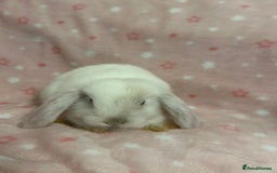 Mini Lop rabbits for sale: Mini Lop bunnies (3 Girls, 1 Boy) Ready to go - Image 5