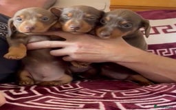 Dachshund dogs for sale: Beautiful dauchound puppies - Image 5
