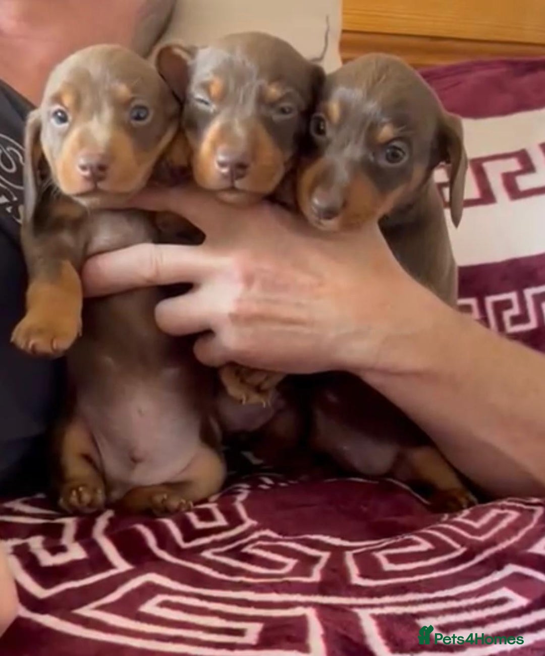 Dachshund dogs for sale: Beautiful dauchound puppies - Image 5