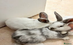 Mixed Breed rabbits for sale: Mixed bunnies - Image 10