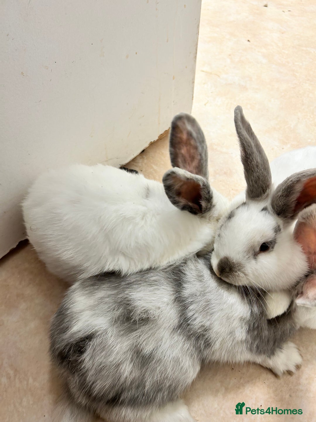 Mixed Breed rabbits for sale: Mixed bunnies - Image 10