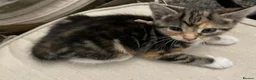 Mixed Breed cats for sale: Kitten  - Advert 12