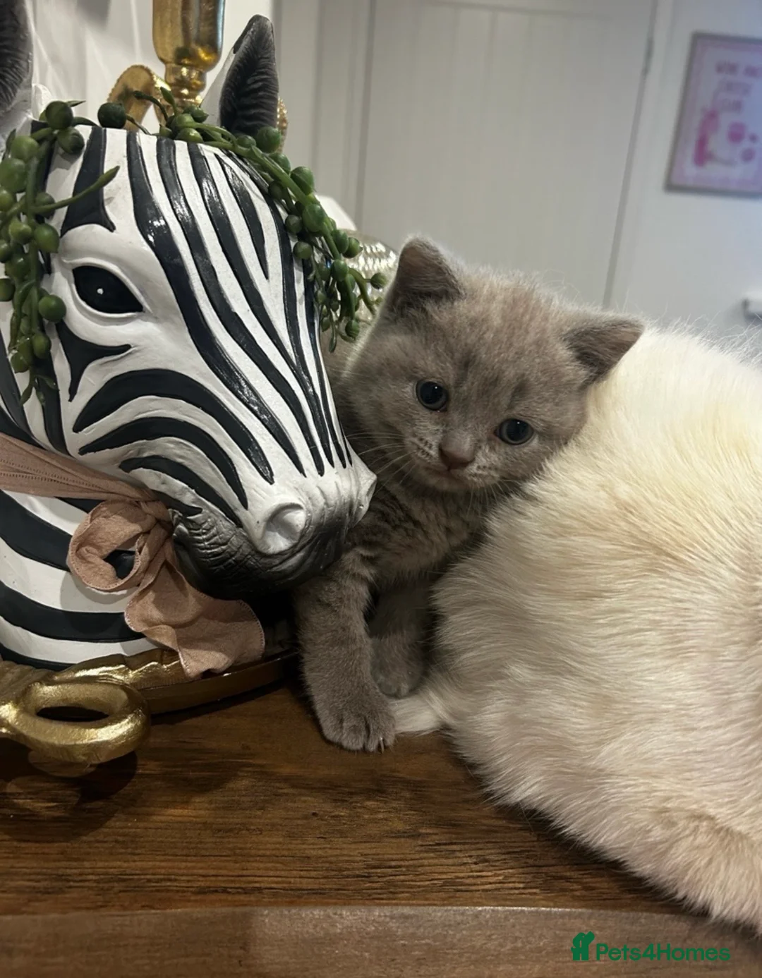 British Shorthair cats for sale: Lilac British Shorthair kitten  - Advert 2